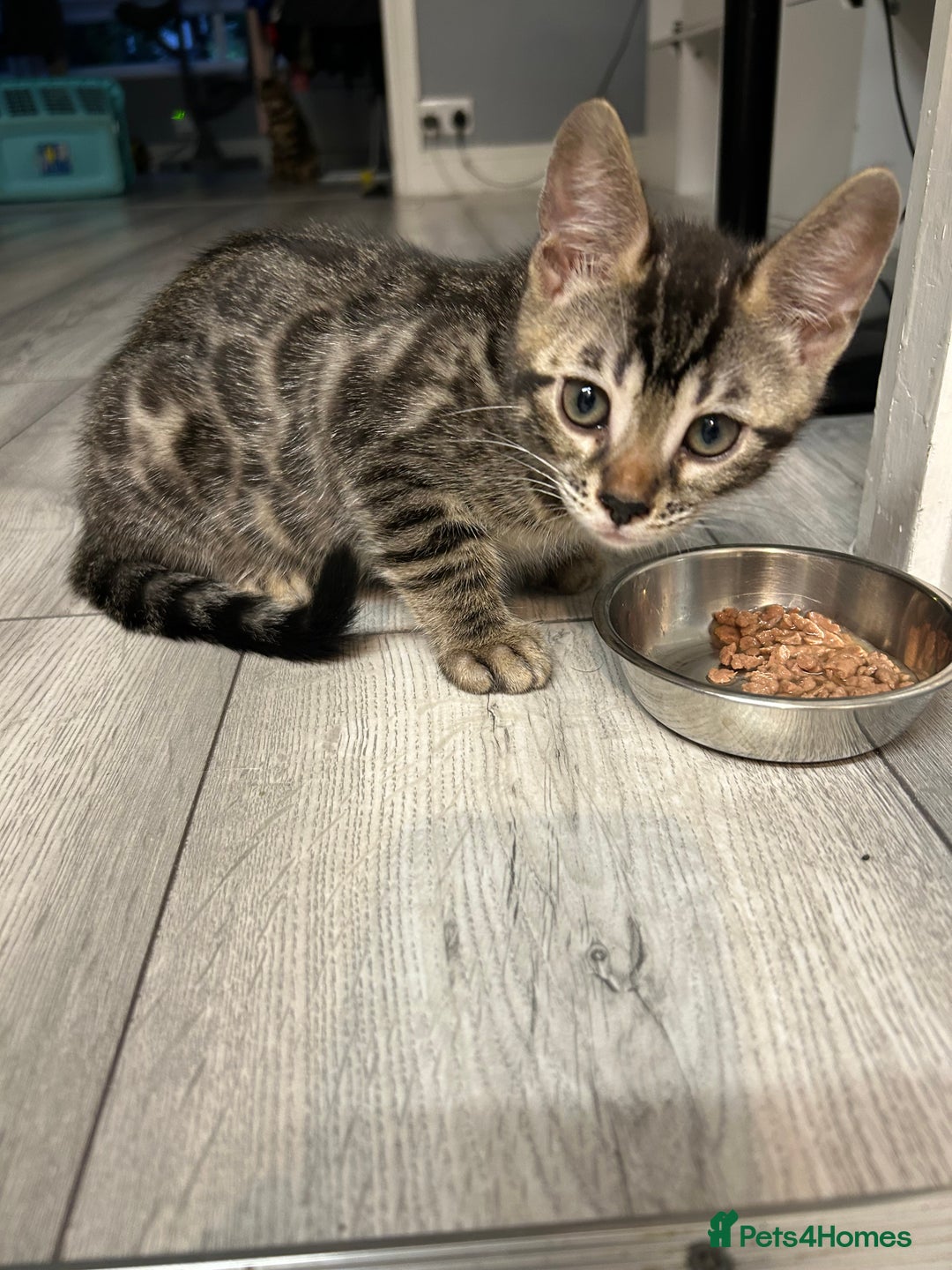 Bengal cats for sale: Bengal Cat for Sale – Playful and Independent - Image 6