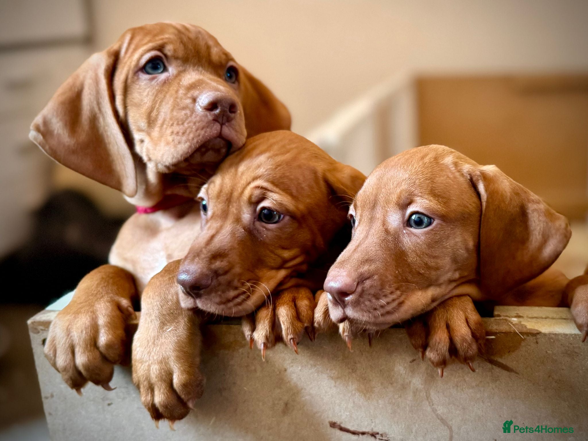 Hungarian Vizsla dogs * 3 Beautiful Girls Ready To Leave Now * - Advert 5