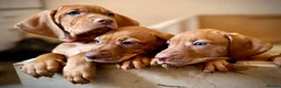 Hungarian Vizsla dogs for sale: * KC Reg Hungarian Vizsla pups 3 Girls* available  - Advert 15