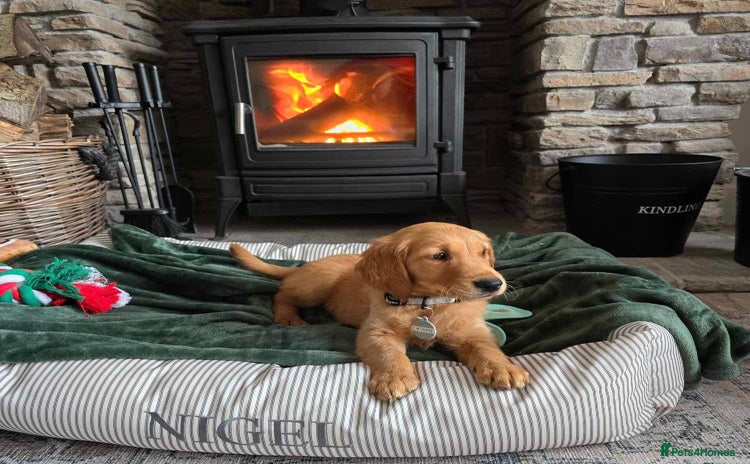Golden Retriever dogs - Advert 7