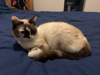 Ragdoll cats Paisley 1 year old female - Advert 1