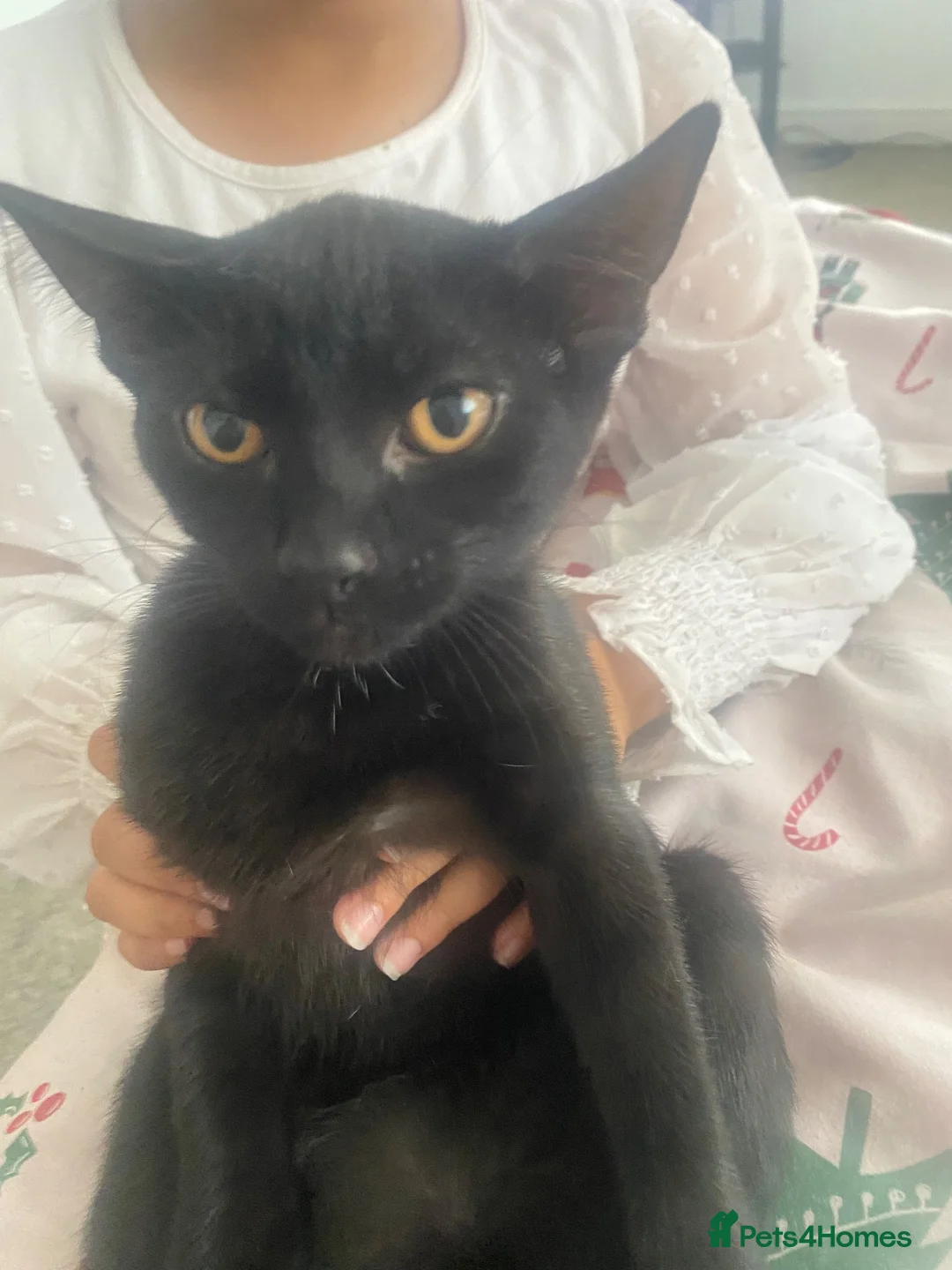 Mixed Breed cats for sale: Mother cat and her kittens - Advert 5