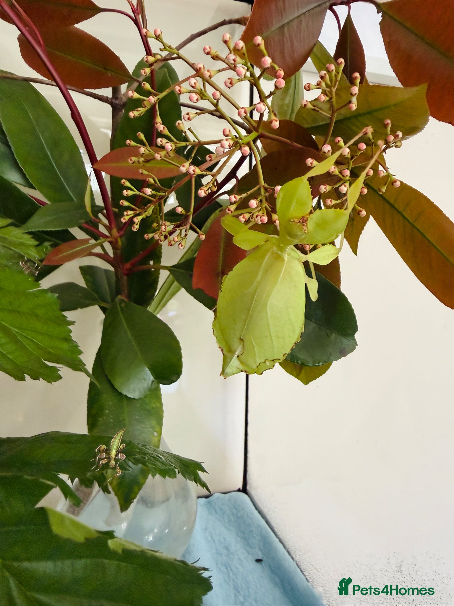 Stick Insects invertebrates for sale: Leaf Insect Nymphs (Phyllium philippinicum) - Advert 1