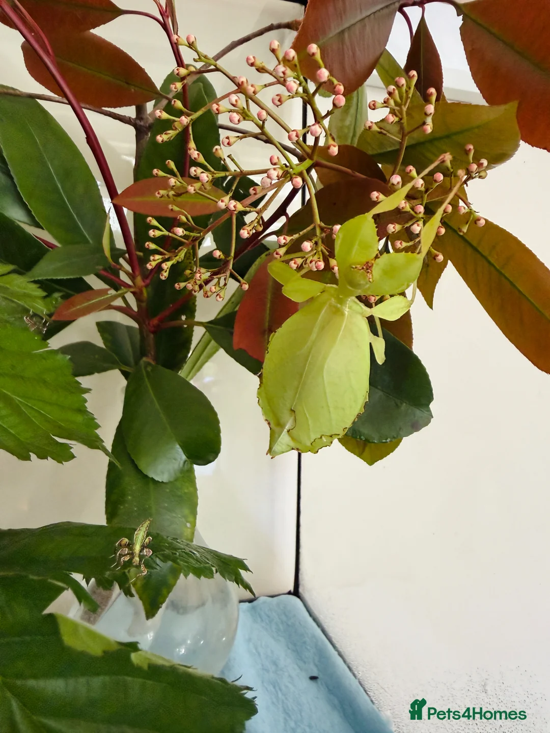 Stick Insects invertebrates for sale: Leaf Insect Nymphs (Phyllium philippinicum) in London - Advert 1