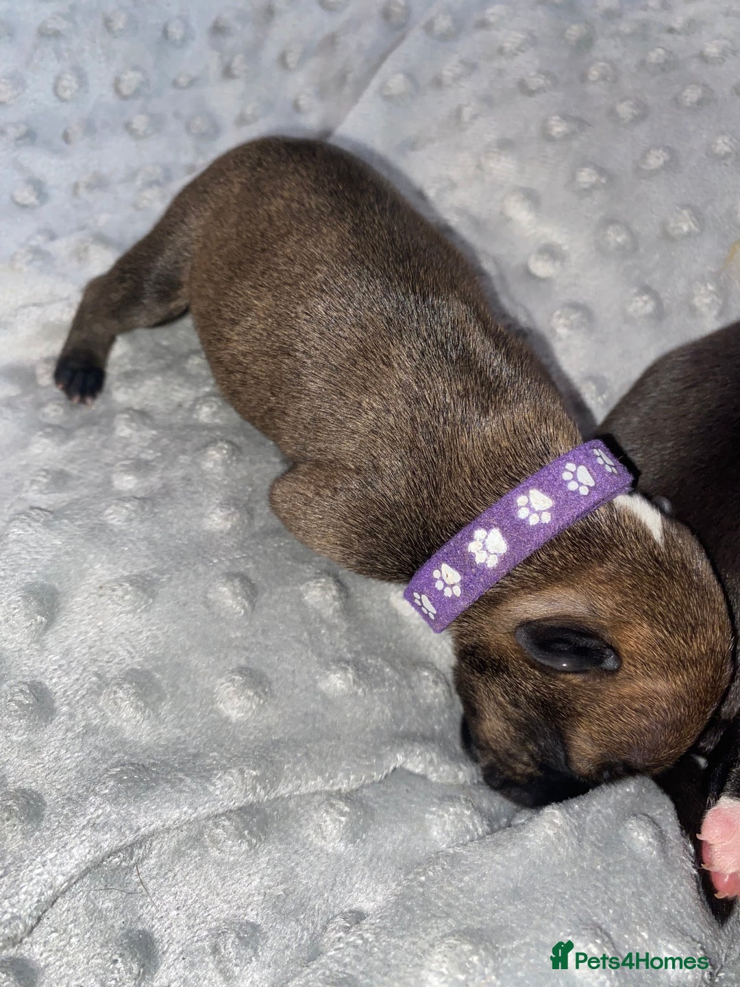 Staffordshire Bull Terrier dogs for sale: Staffordshire bull terrier Puppies  - Image 8