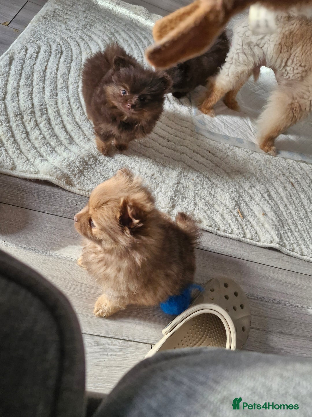 Pomeranian dogs for sale: Beautiful short snout kc pomeranian puppies - Advert 11