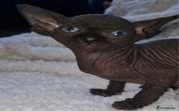 Sphynx cats for sale: Beautiful Canadian Sphynx kittens purebreed  - Image 1