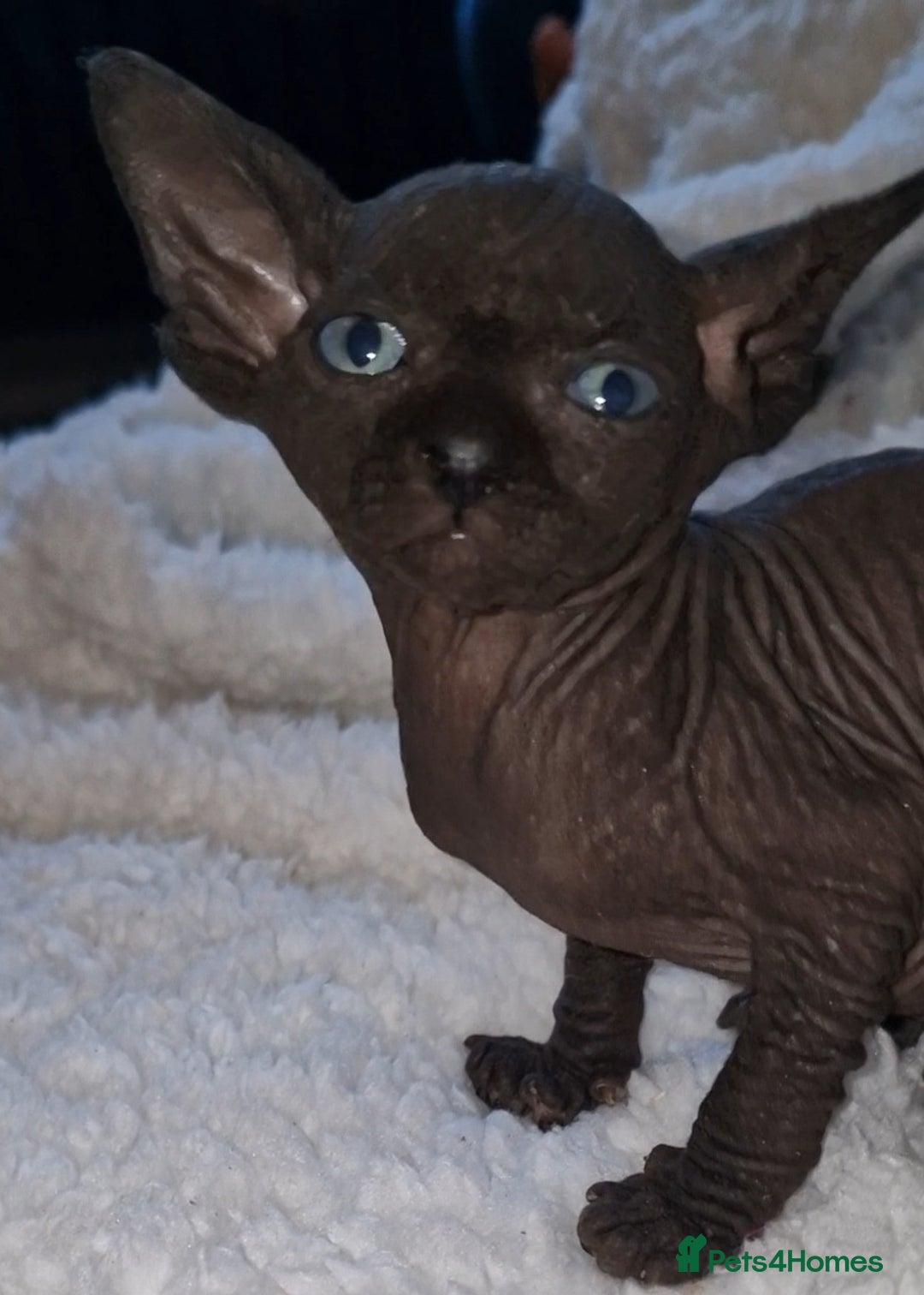Sphynx cats for sale: Beautiful Canadian Sphynx kittens purebreed  - Image 1