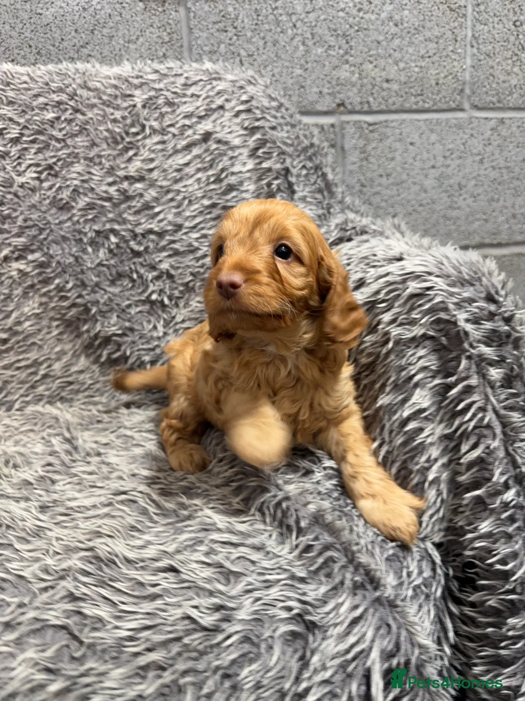 Cockapoo dogs for sale: Gorgeous red F1B cockapoo puppies - Advert 11