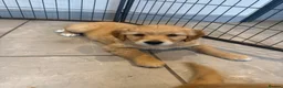 Golden Retriever dogs for sale: 1 Gorgeous Golden Retriever  Health Tested  - Advert 3