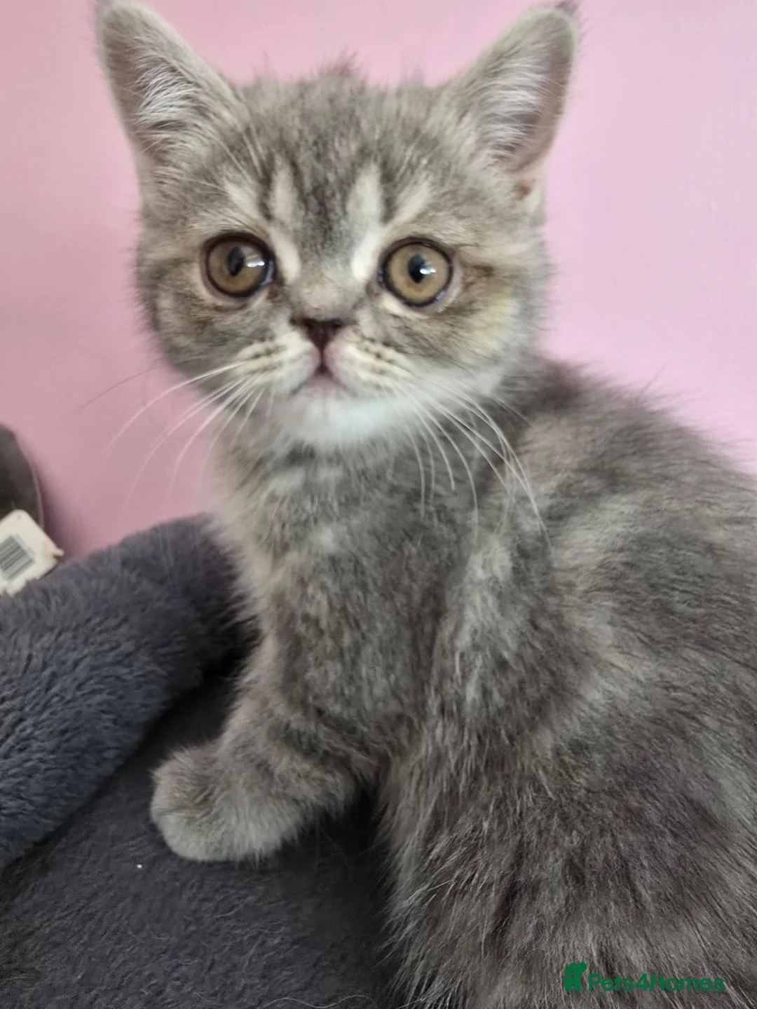 Exotic cats for sale: READY  Now  EXOTIC  GIRLS  - Advert 24