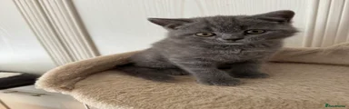 Oliver