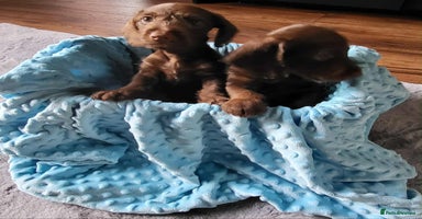 Mixed Breed dogs - Advert 4