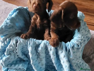 Mixed Breed dogs - Advert 2