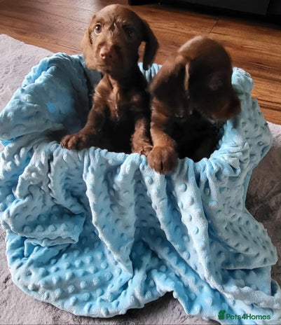 Mixed Breed dogs - Advert 9