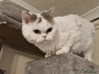 Selkirk Rex cats Tica reg curly selkirk rex - Advert 9