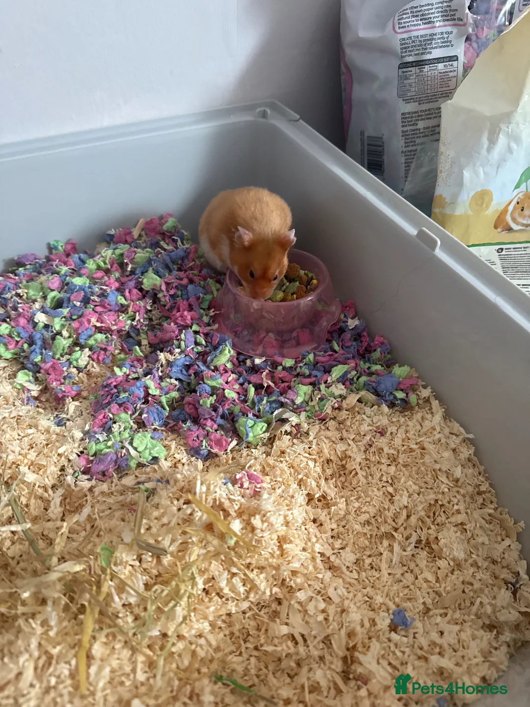 Hamster rodents for sale: Syrian hamster in Ardrossan - Advert 2