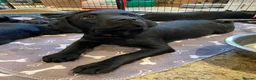Labrador Retriever dogs for sale: KC Black Working Labrador Puppies ready for homes in Alresford - Advert 4