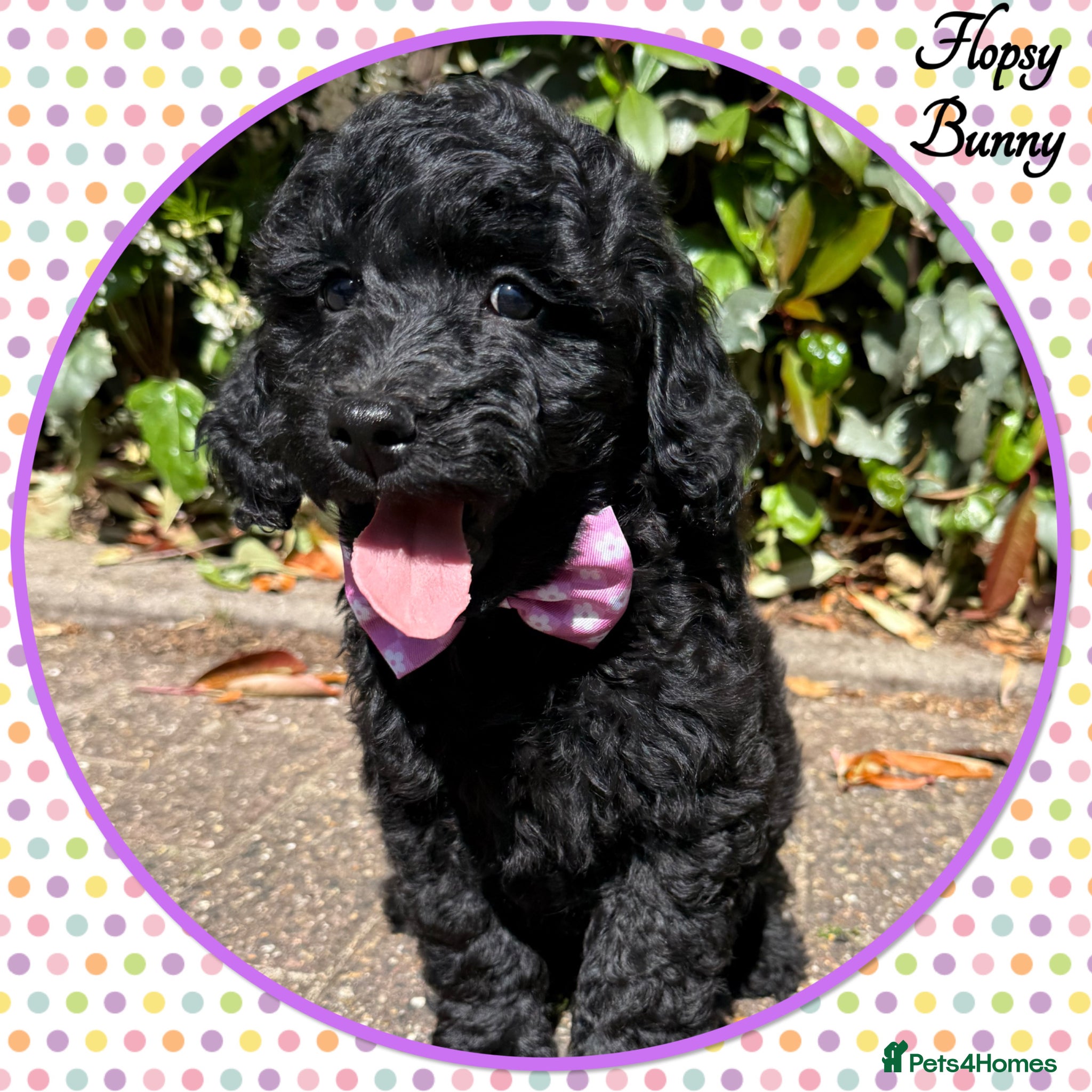 Labradoodle dogs 🌈READY NOW/THERAPY/ASSISTANCE PUPS IN TRAINING🌈 - Advert 1