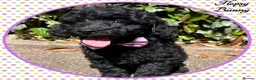 Labradoodle dogs for sale: 💐THERAPY/ASSISTANCE PUP💐PLEASE READ💐 - Advert 3