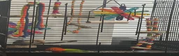Lovebirds birds for sale: Baby hand-reared lovebirds - Advert 3