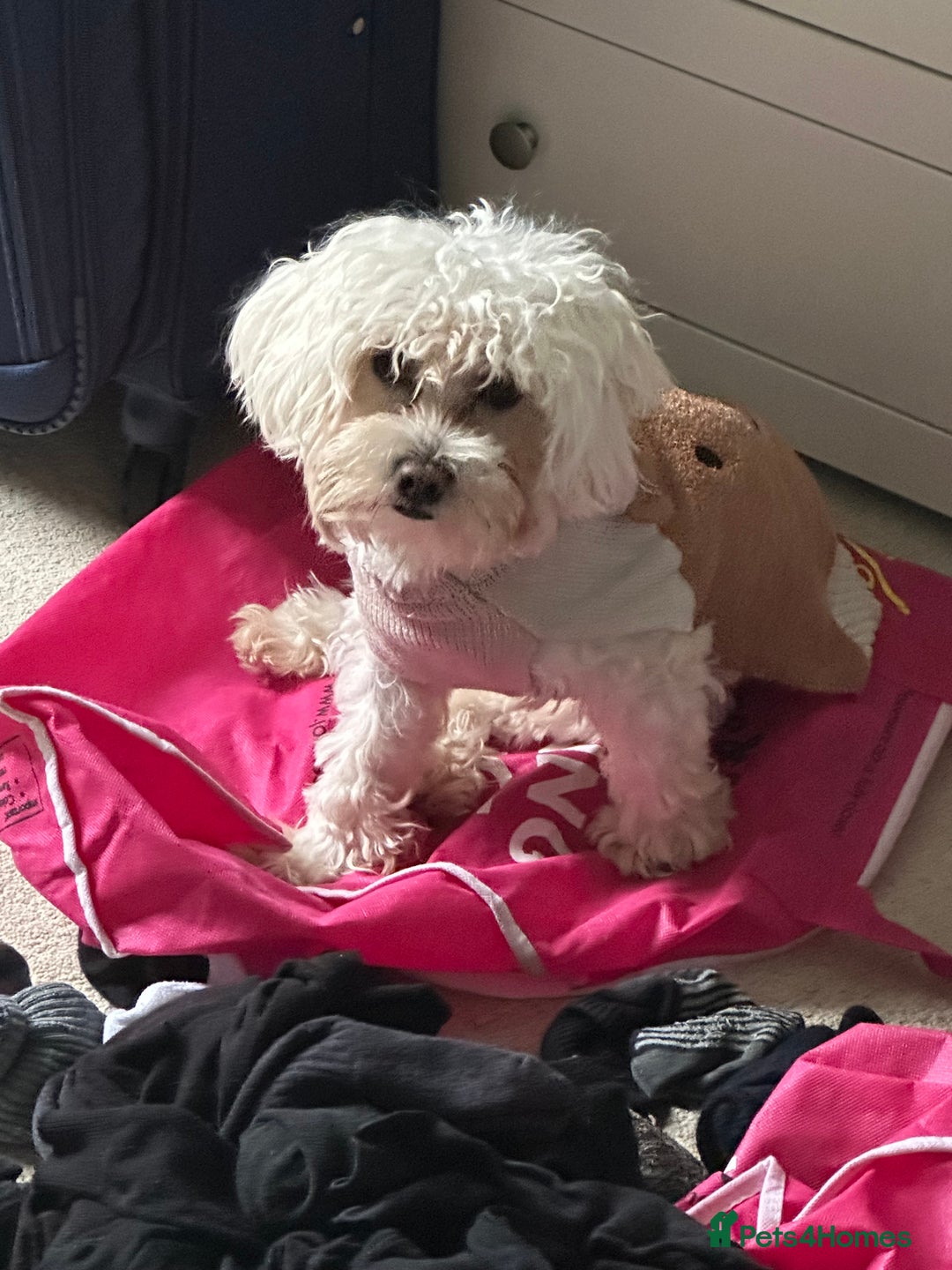 Bichon Frise dogs for sale: Two small Bichon Frise ready for their new home - Image 1