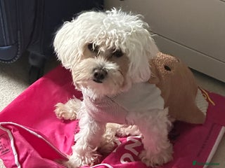 Bichon Frise dogs - Advert 3