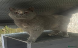 British Shorthair cats for sale: Adult Tica active blue tortie  - Image 2