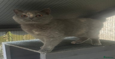 British Shorthair cats - Advert 3