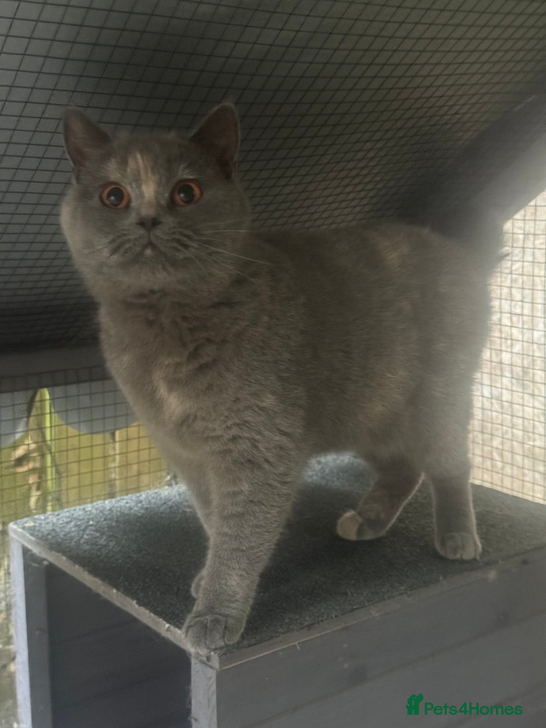 British Shorthair cats for sale: Adult Tica active blue tortie  - Image 2