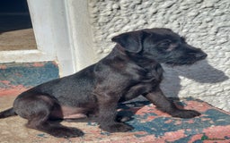 Patterdale Terrier dogs for sale: Patterdale Terrier available,wee Jake. - Image 2