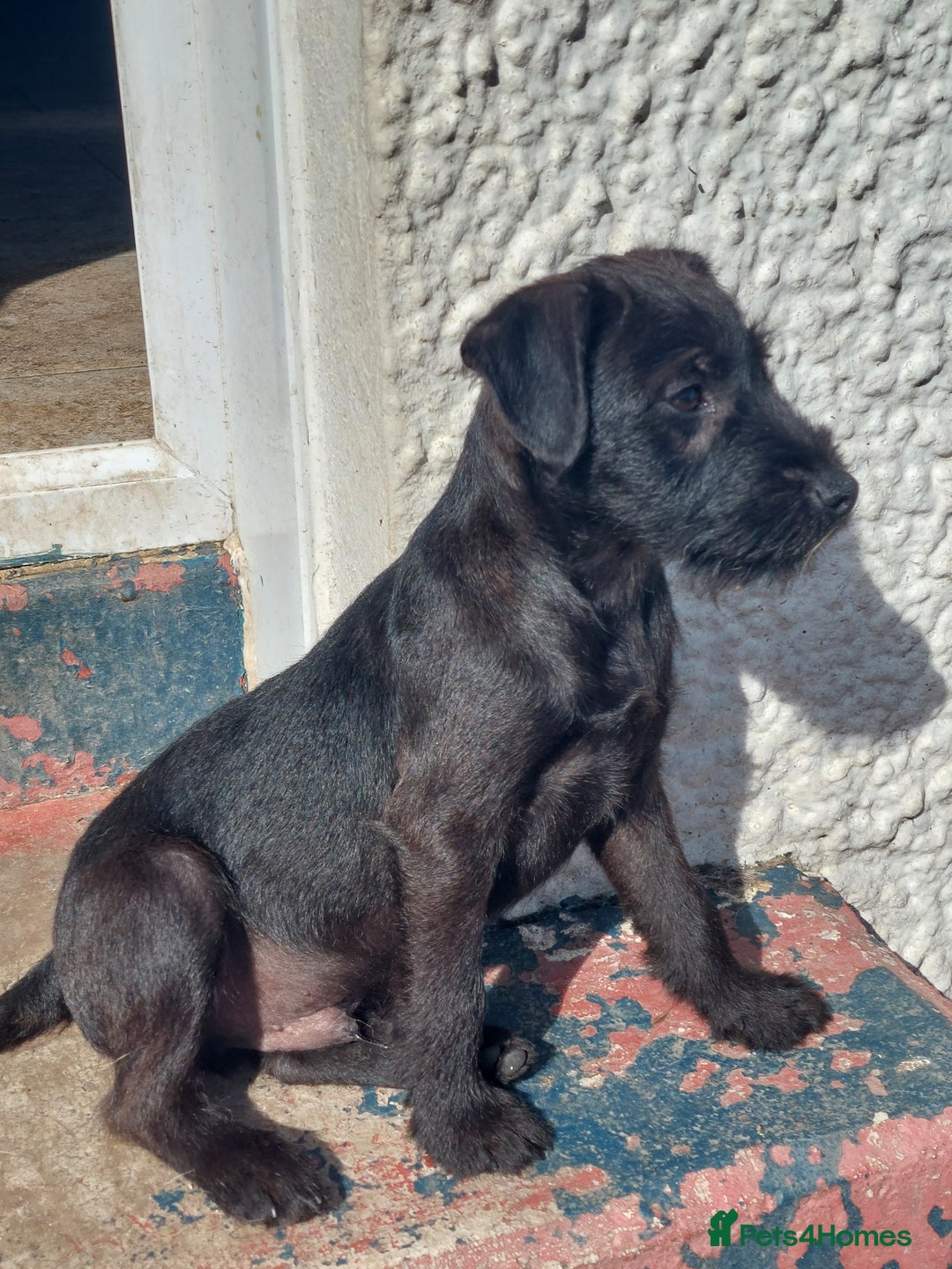 Patterdale Terrier dogs for sale: Patterdale Terrier available,wee Jake. - Image 2