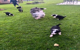 Bearded Collie dogs for sale: Six beautiful Beardie puppies for sale - Image 3