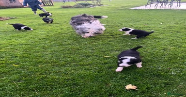 Bearded Collie dogs - Advert 1