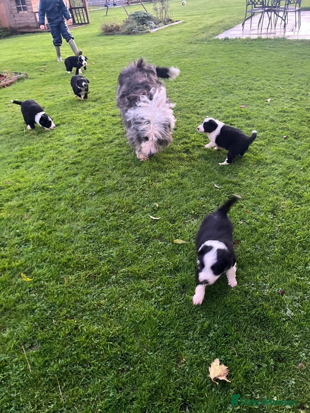 Bearded Collie dogs for sale: Six beautiful Beardie puppies for sale - Image 3