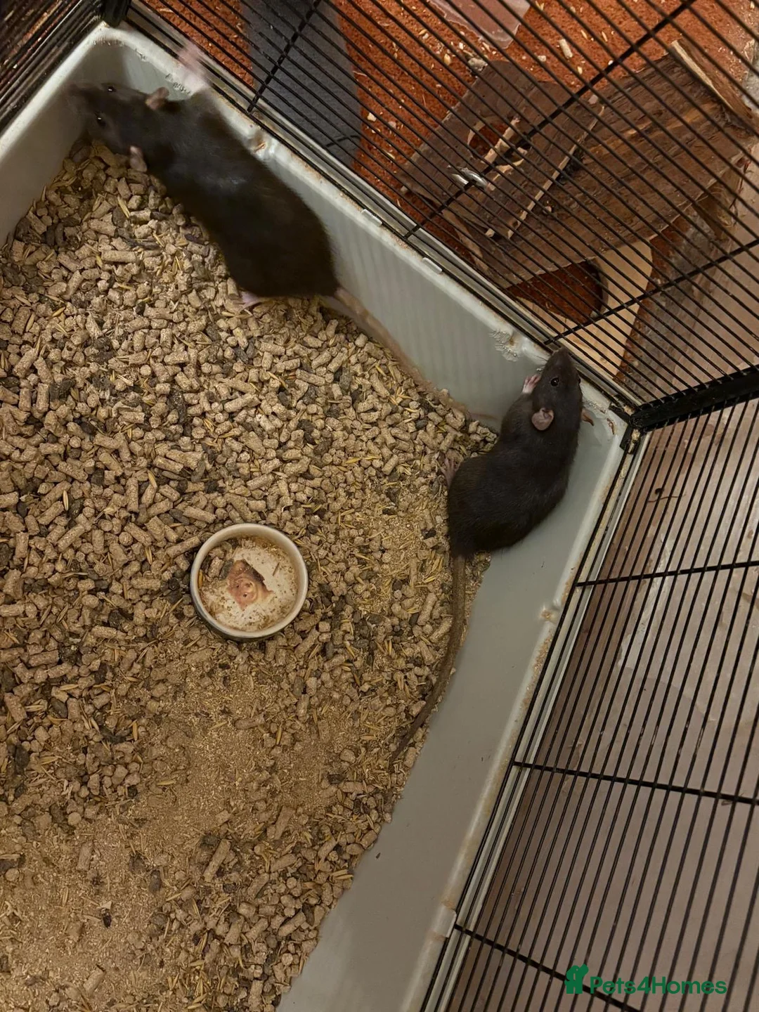 Rat rodents for sale: Dark grey female rats for sale - Advert 2