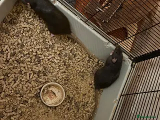 Rat rodents Dark grey female rats for sale - Advert 2