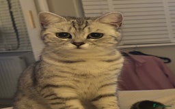British Shorthair cats for sale: Female British Shorthair - Image 8