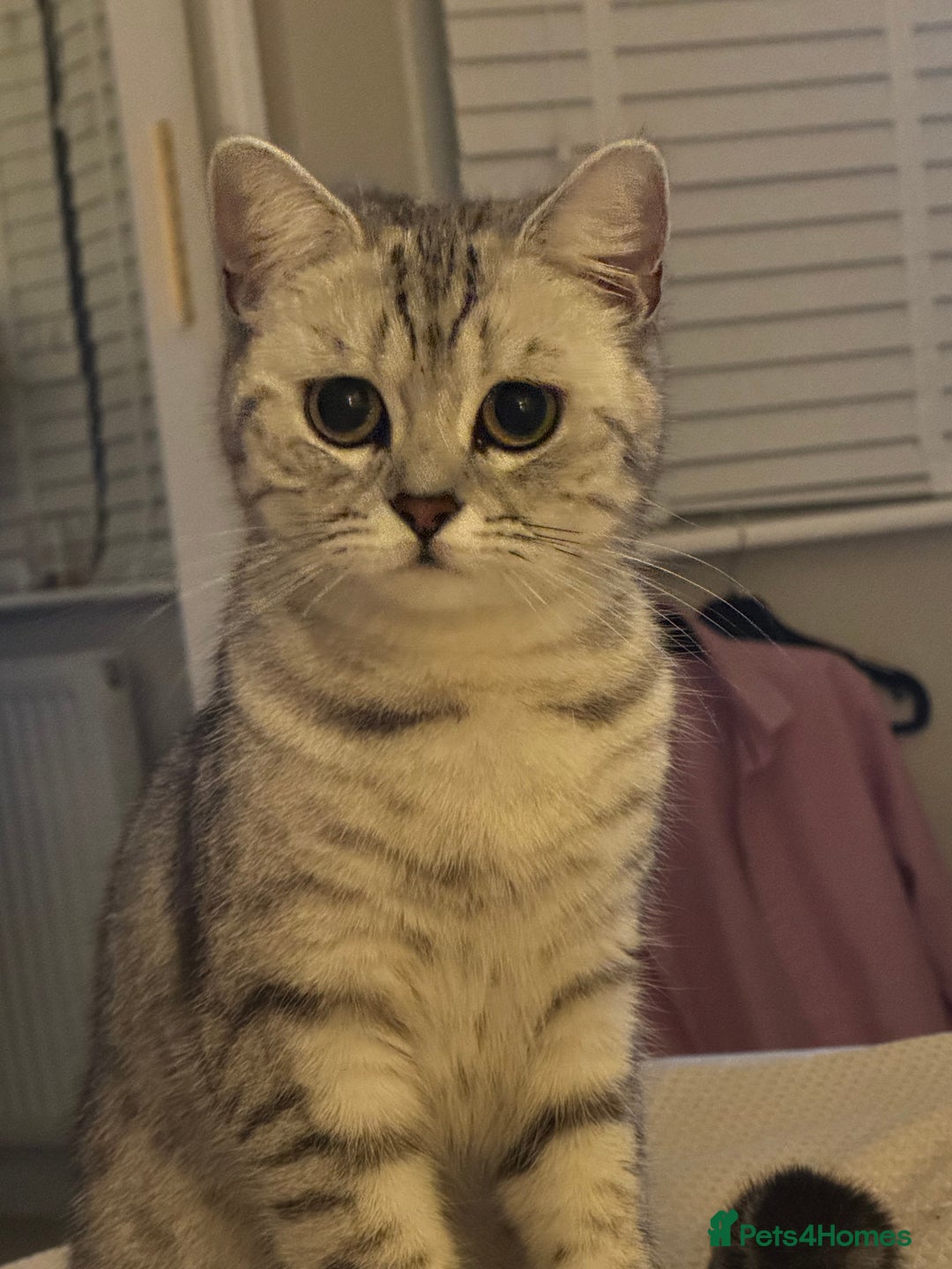 British Shorthair cats for sale: Female British Shorthair - Image 8
