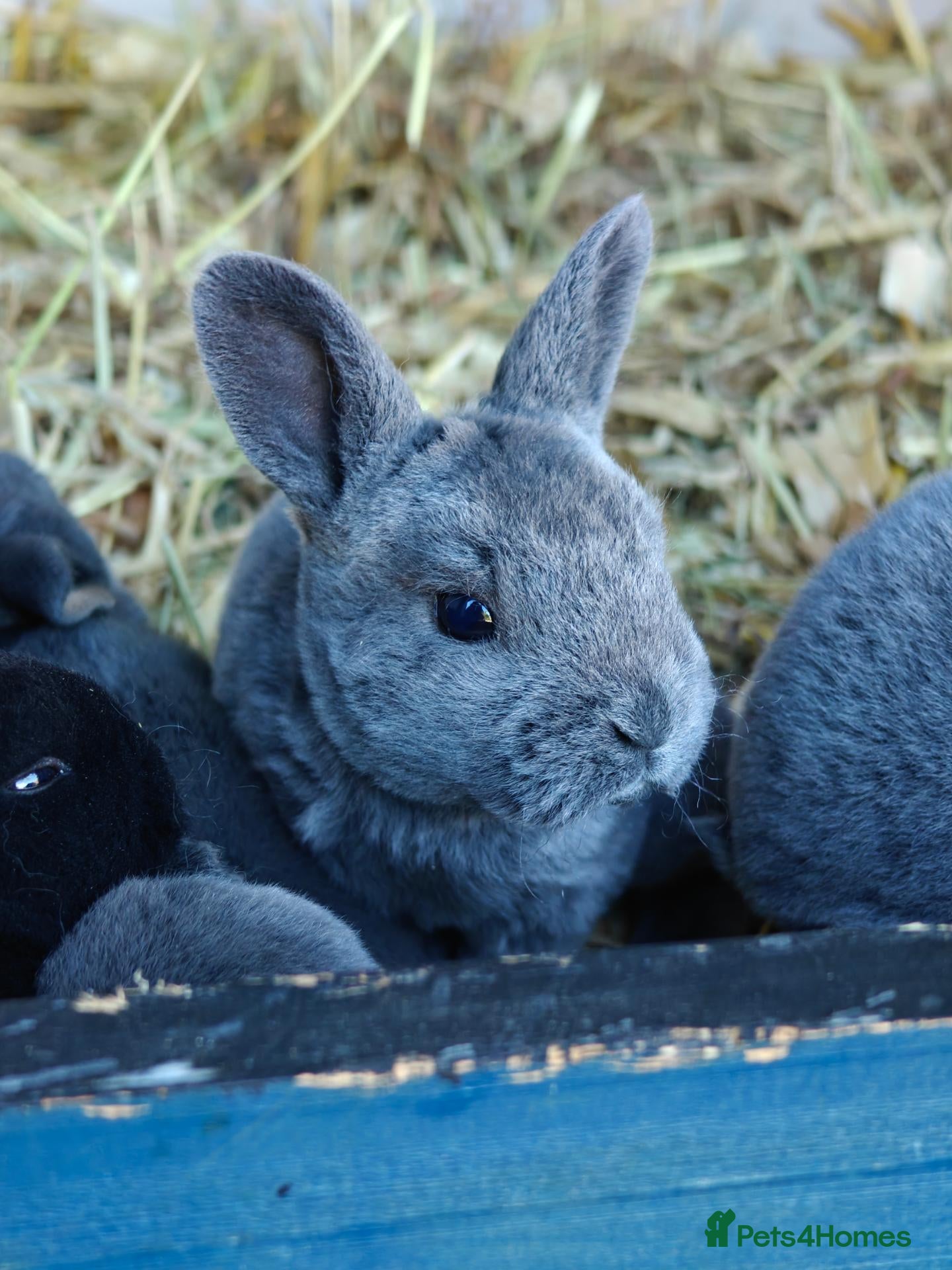 Rex rabbits Mini Rex Rabbits  - Advert 13