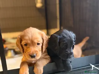 Sprocker dogs Beautiful Cocker Sprocker Pups - Advert 8