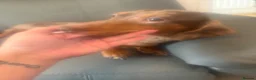 Miniature Dachshund dogs for sale: miniature dachshund puppies  in Ferryhill - Advert 12