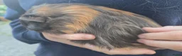 Guinea Pig rodents for sale: Guinea pig sows - Advert 5