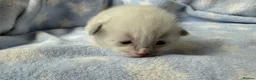 Ragdoll cats for sale: Stunning Ragdoll kittens Blue & Lilac Mitted boys  - Advert 4