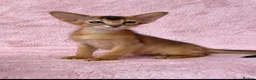 Abyssinian cats for sale: Gorgeous Abyssinian ruddy girls🤎❤️ - Advert 22