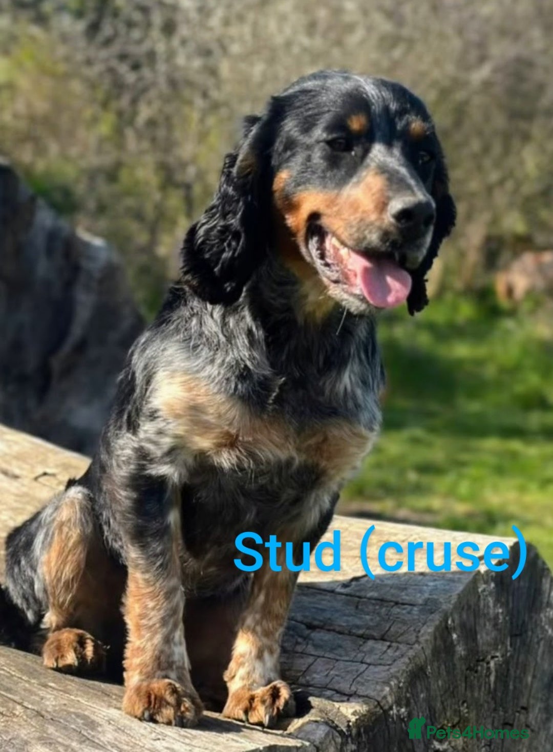 Cocker Spaniel dogs for sale: Health tested stunning litter of 6 - Image 3