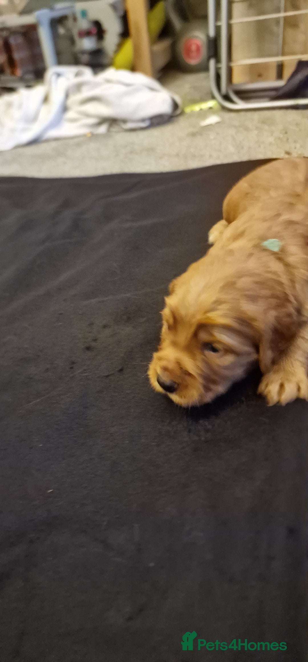 Cocker Spaniel dogs for sale: Cocker spaniel puppies - Image 22