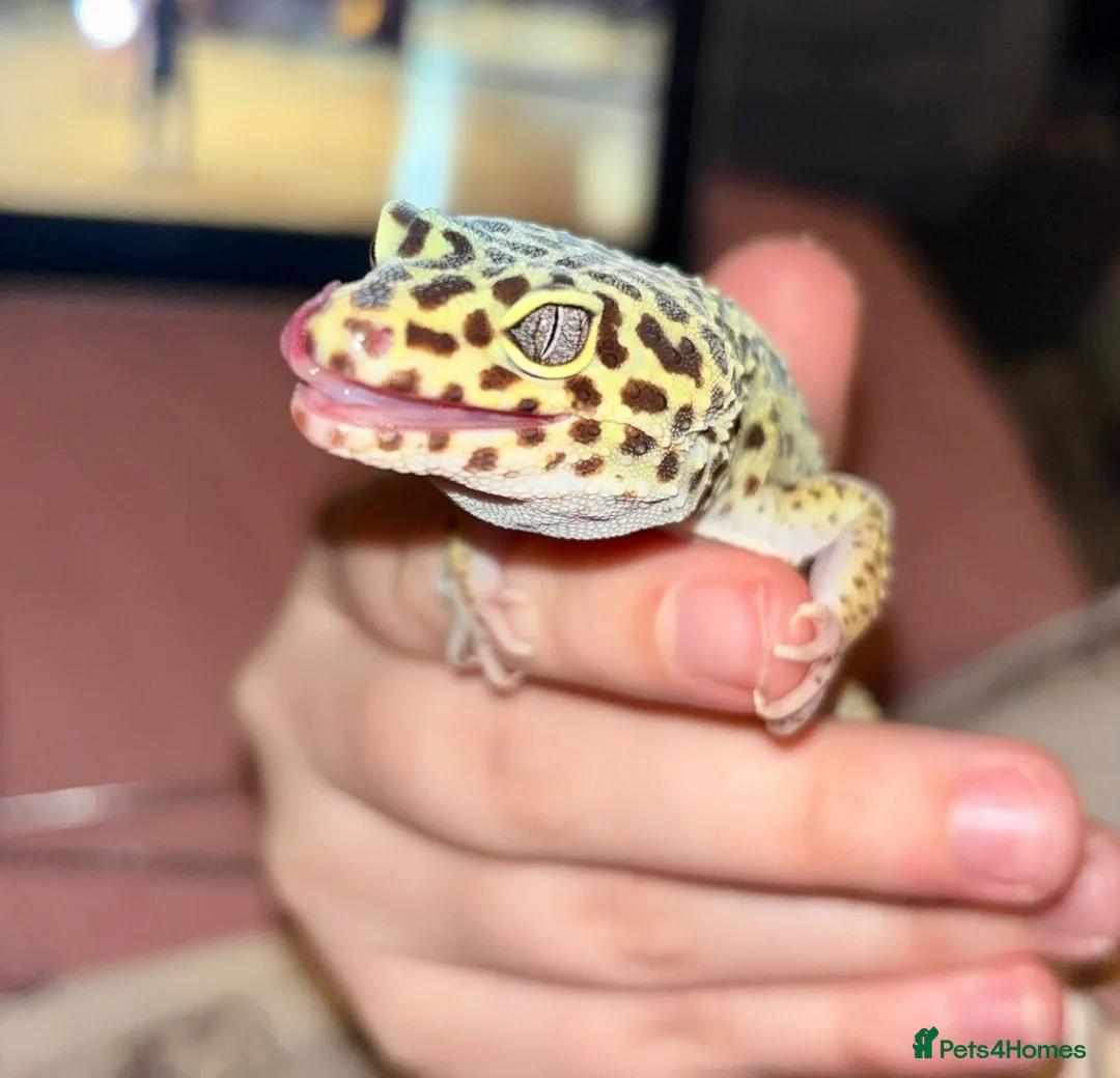 Leopard Gecko reptiles for sale: 🦎 Female Leopard Gecko & Full Set Up 🦎  - Advert 1