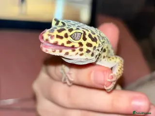 Leopard Gecko reptiles 🦎 Female Leopard Gecko & Full Set Up 🦎 - Advert 1