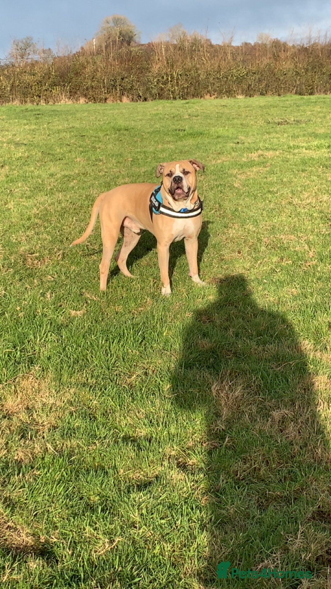 Mixed Breed dogs for sale: American bulldog Cross mastiff  - Advert 5